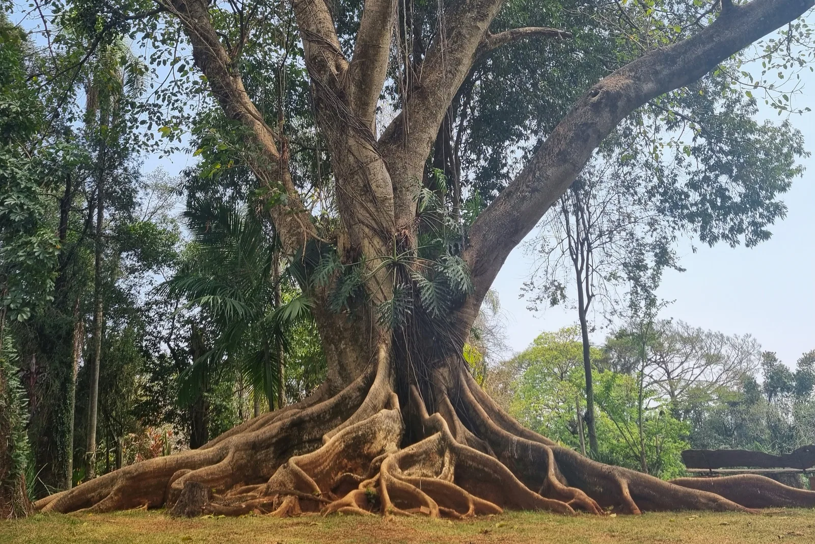 Tronco e raízes da figueira branca de mais de 400 anos, na mata nativa